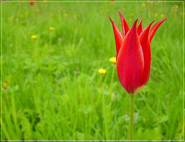photo "Tulip" tags: nature, flowers