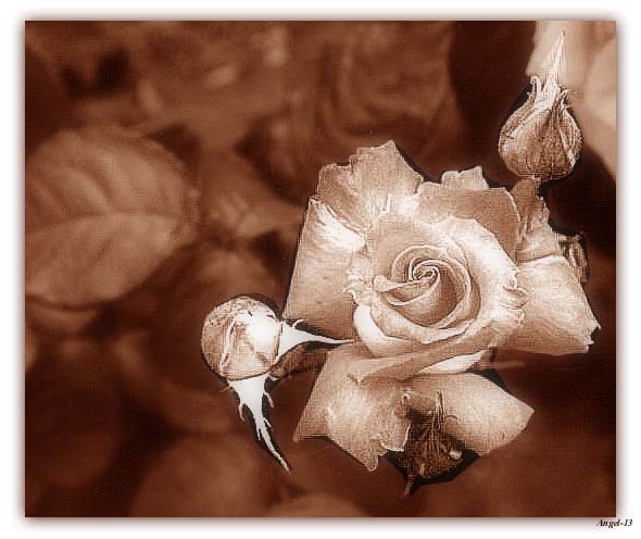 photo "Roza" tags: black&white, nature, flowers