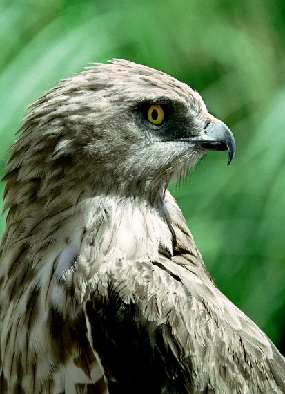 photo "Hawk" tags: nature, wild animals