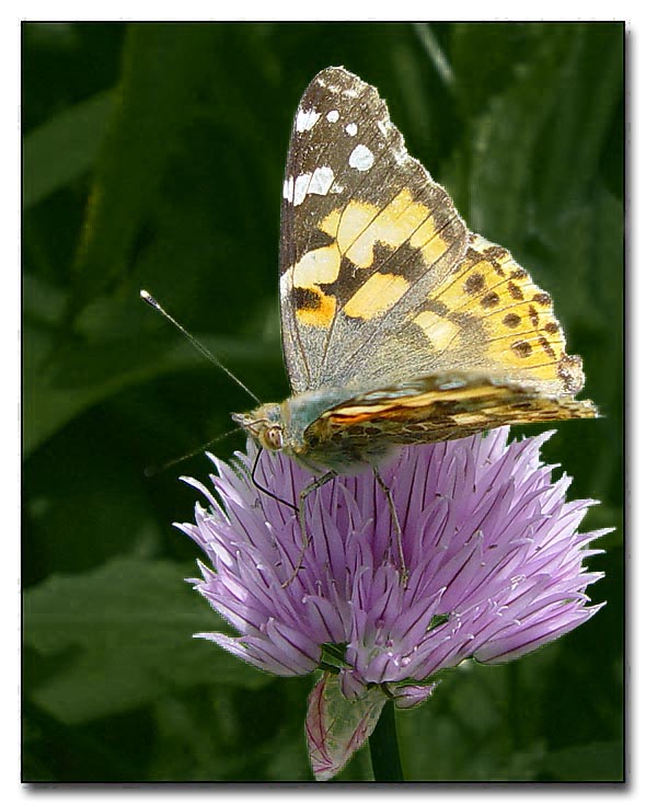 фото "Butterfly" метки: природа, макро и крупный план, насекомое