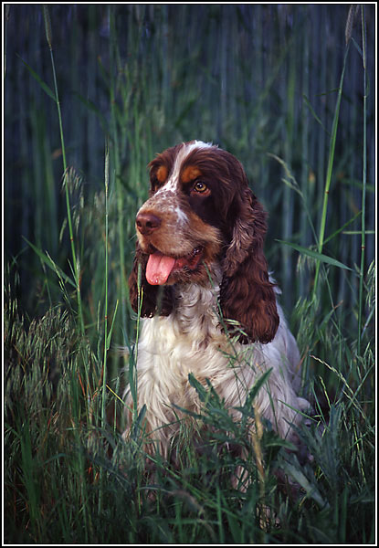 photo "Doggy Life" tags: portrait, nature, pets/farm animals