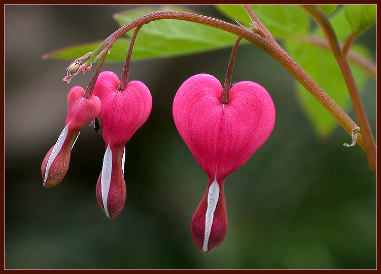 photo "Love..." tags: macro and close-up, nature, flowers