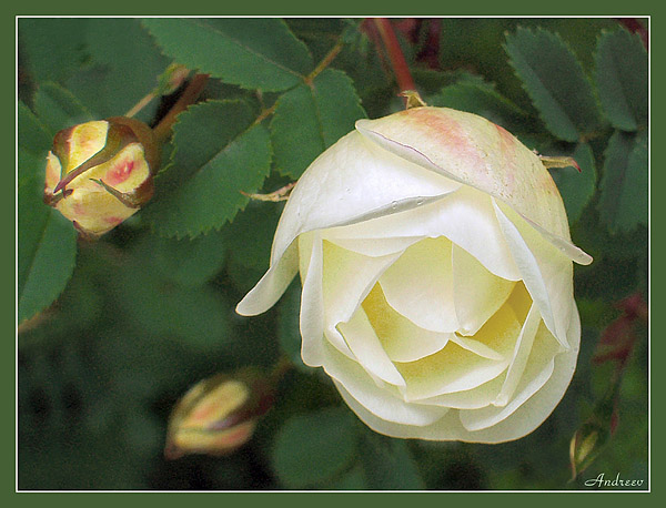 фото "Чайная роза." метки: макро и крупный план, природа, цветы