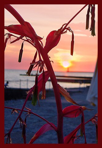 photo "colors of the summer sun set" tags: nature, flowers