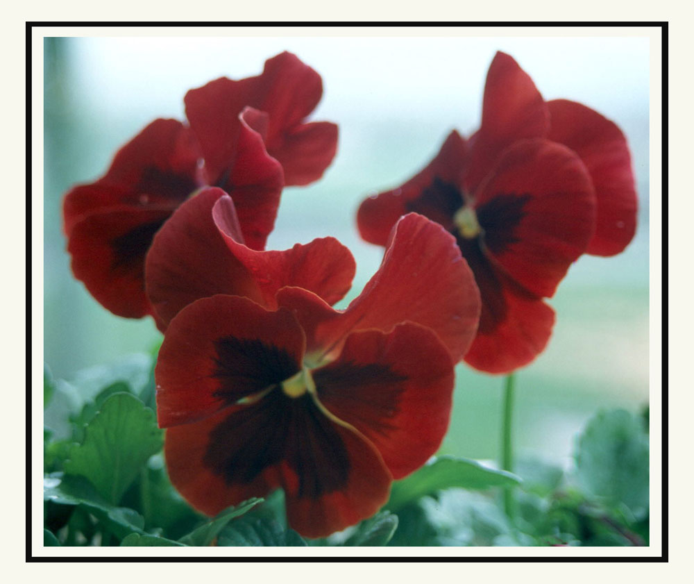 фото "Flowers from my balcony" метки: природа, цветы