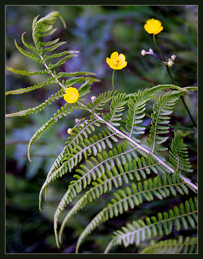 photo "When the fern blossoms..." tags: macro and close-up, nature, flowers