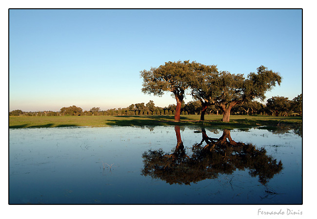 фото "Three trees" метки: пейзаж, лес