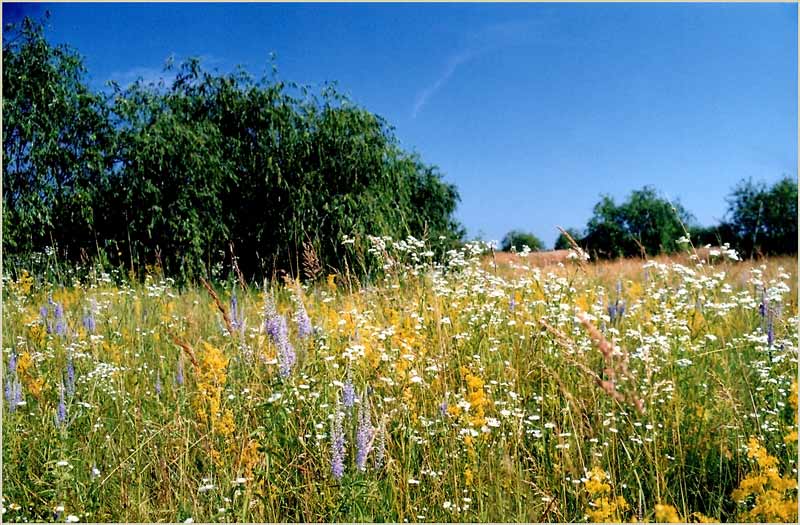 photo "Summer Came" tags: landscape, travel, Europe, summer
