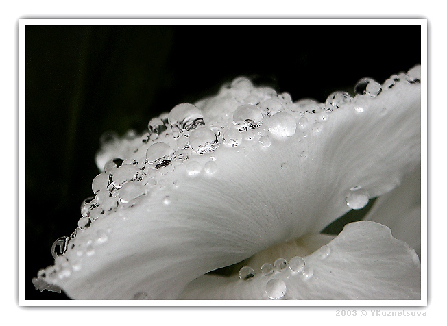 photo "After the rain..." tags: macro and close-up, nature, flowers
