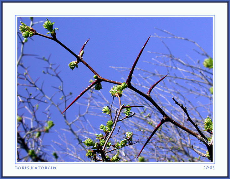 photo "Alive needles" tags: macro and close-up, nature, flowers