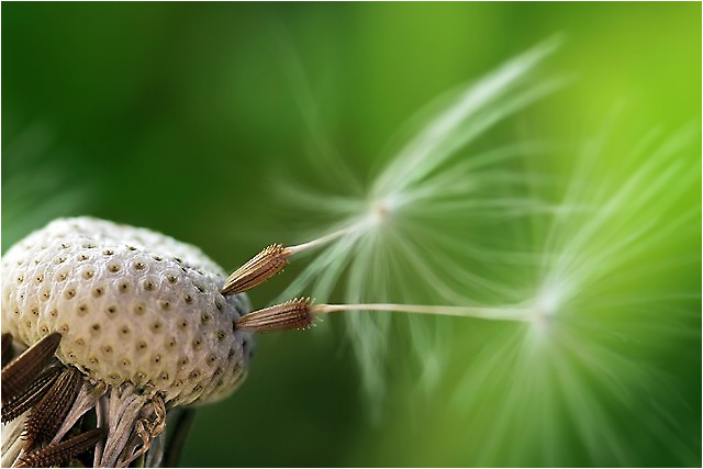 photo "**" tags: macro and close-up, nature, flowers