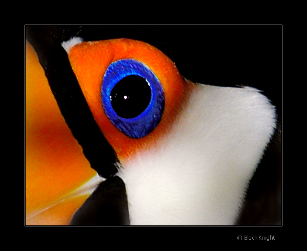 photo "Big Blue Eye" tags: nature, macro and close-up, wild animals