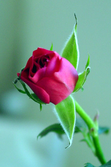 photo "just a rose" tags: misc., 
