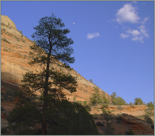 photo "A Tree and A Cloud." tags: travel, landscape, North America, mountains