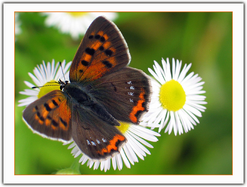 photo "Spring Feeling" tags: nature, macro and close-up, insect