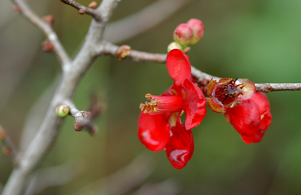 фото "Flower 14" метки: природа, цветы
