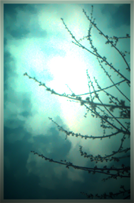 photo "Aspiration to the Sun" tags: nature, landscape, clouds, flowers