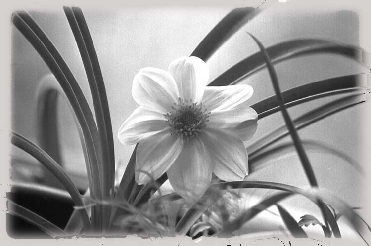 photo "Untitled photo" tags: black&white, nature, flowers