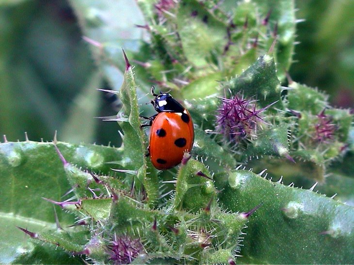photo "Cactus bug" tags: macro and close-up, 