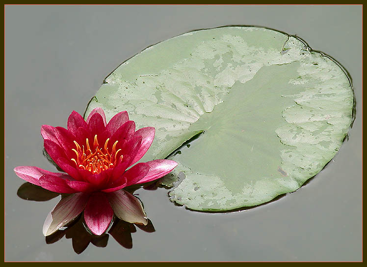 фото "Waterlily (2)" метки: природа, цветы