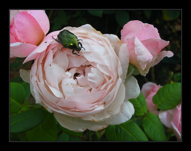 photo "Tainted Rose" tags: macro and close-up, nature, insect