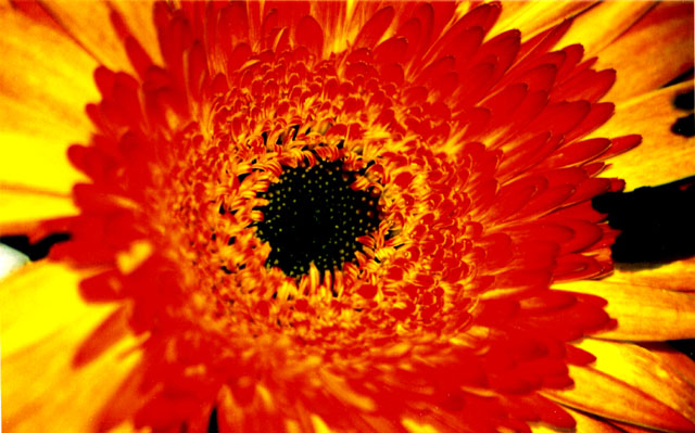 фото "Red Flower" метки: природа, цветы