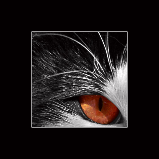 фото "Cat`s Eye" метки: природа, домашние животные