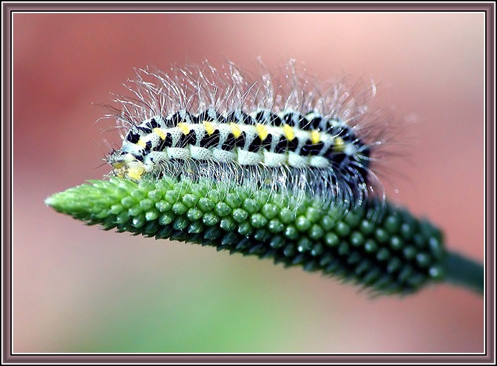 photo "Wig" tags: macro and close-up, humor, 