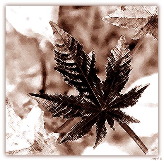 фото "Этюд" метки: черно-белые, природа, цветы