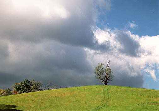 photo "THE TREE" tags: landscape, mountains