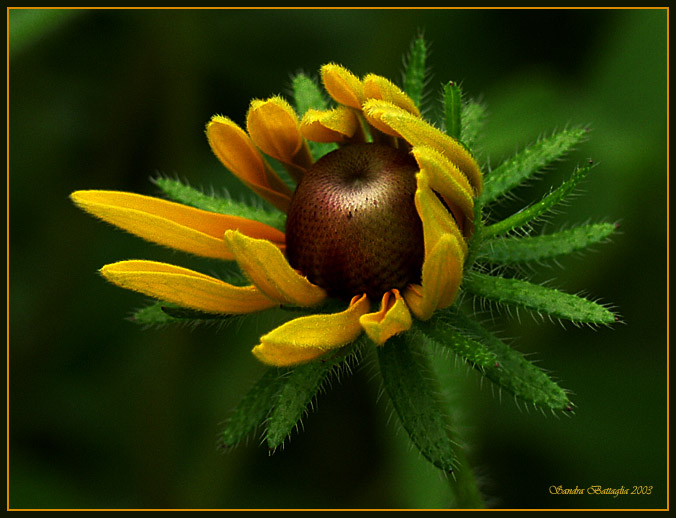 photo "Good Morning World!" tags: nature, macro and close-up, flowers