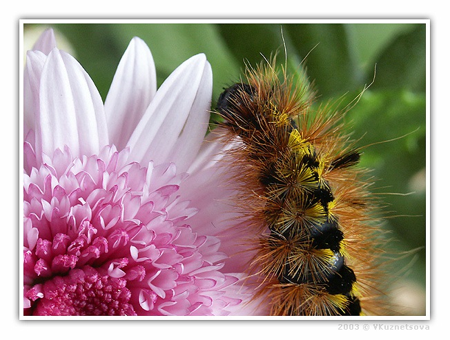 photo "Flowers lover" tags: macro and close-up, nature, insect