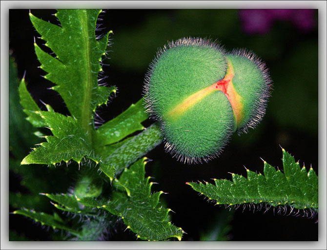 photo "Papaver-1" tags: macro and close-up, nature, flowers