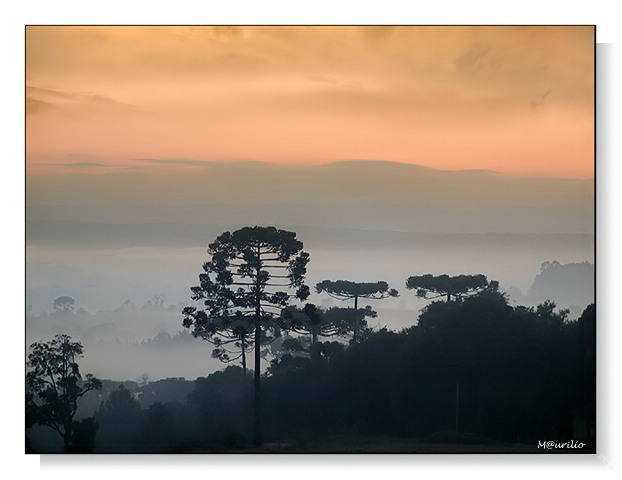 photo "Valley of Araucarias" tags: nature, 