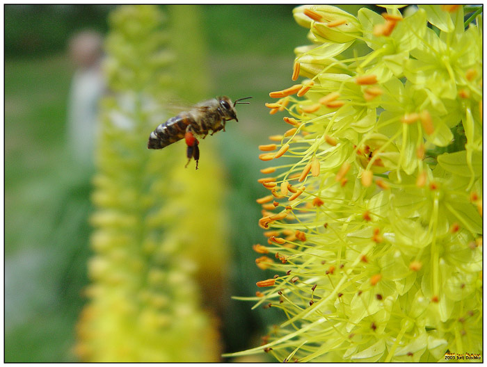 photo "Fly up..." tags: macro and close-up, nature, insect