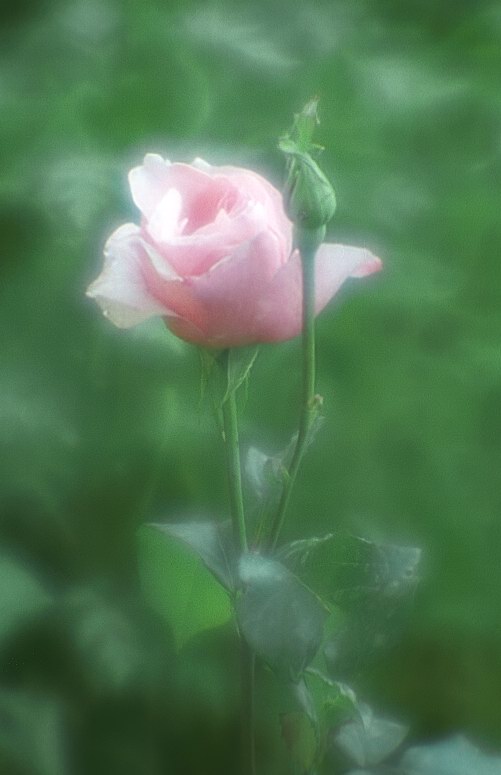 фото "Мечтающая роза..." метки: природа, цветы