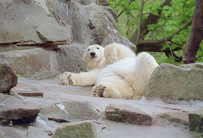 фото "Lazy Bear" метки: природа, дикие животные