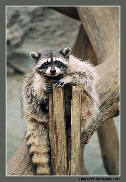 photo "Thoughtful" tags: misc., 