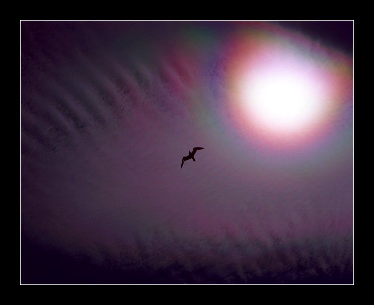 photo "Jonathan Livingstone Seagull" tags: landscape, nature, clouds, wild animals