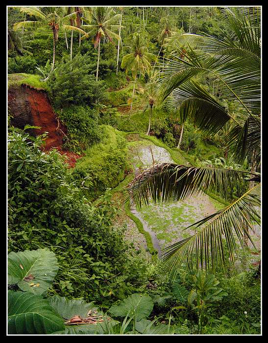 photo "Just jungle" tags: misc., 