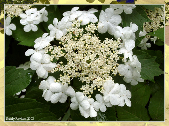 photo "Hydrangea" tags: nature, macro and close-up, flowers