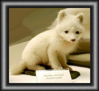 photo "Fox." tags: misc., 