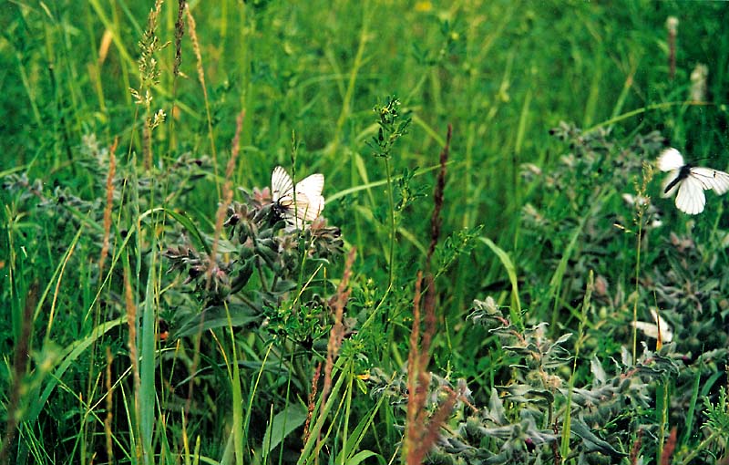 фото "In The Grass" метки: природа, насекомое, цветы