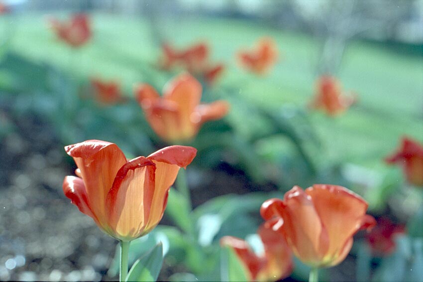 photo "The Spring - Flowers" tags: misc., 