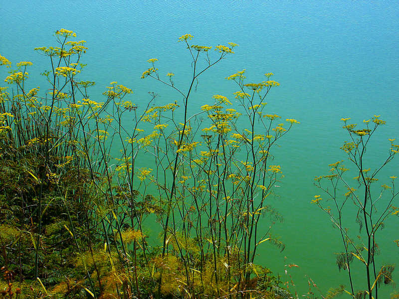 photo "Lake Merced" tags: nature, flowers