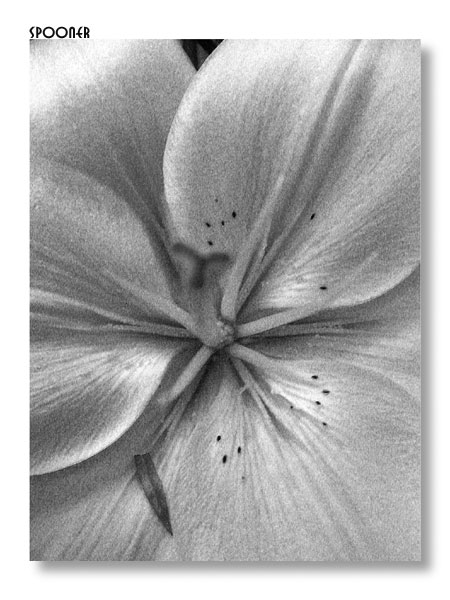 photo "SECRET" tags: black&white, nature, flowers