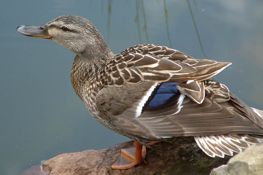 photo "happy duck" tags: nature, wild animals