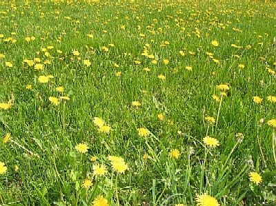 фото "Желтое поле" метки: пейзаж, природа, весна, цветы