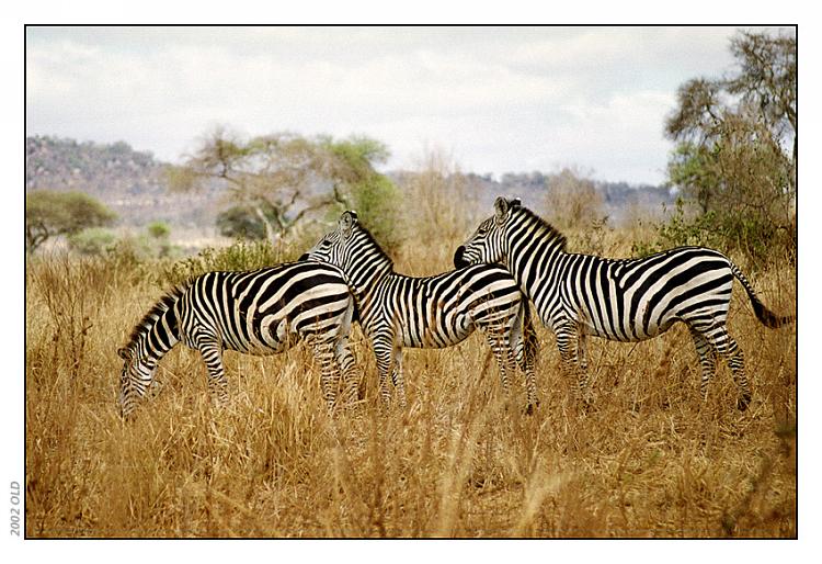photo "the Trio" tags: nature, travel, Africa, wild animals