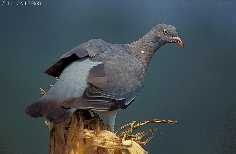 photo "Columba palumbus" tags: nature, wild animals